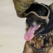 Military Working Dogs participate in UH-1N Huey training