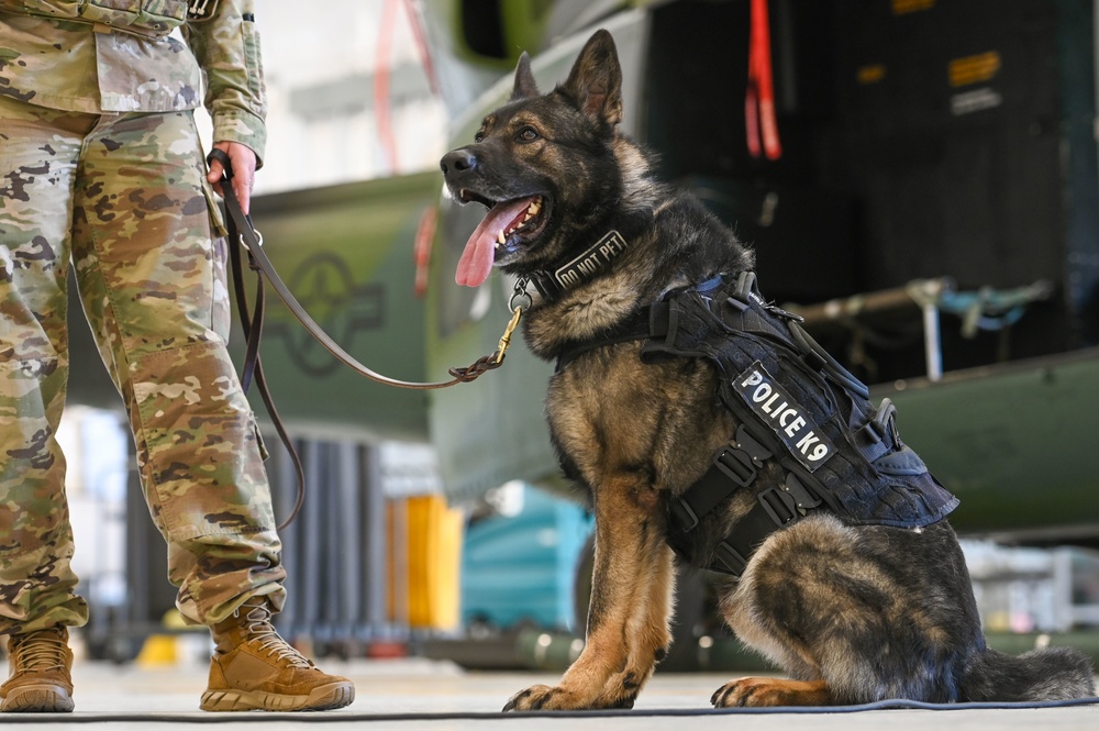 Military Working Dogs participate in UH-1N Huey training