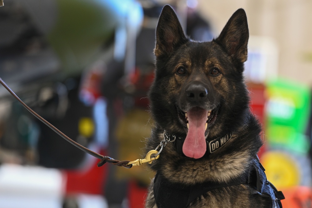 Military Working Dogs participate in UH-1N Huey training