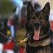 Military Working Dogs participate in UH-1N Huey training