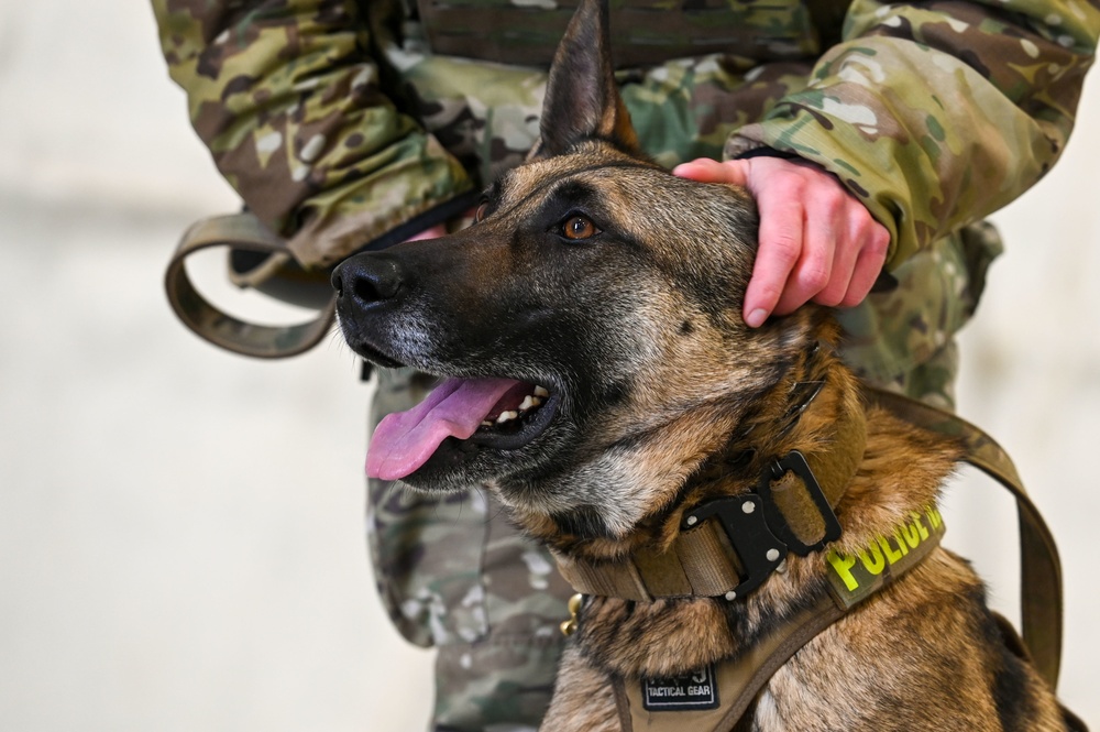 Military Working Dogs participate in UH-1N Huey training