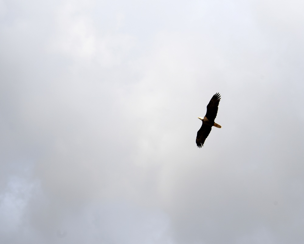 An Eagle Soars Over Pine Island