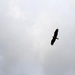 An Eagle Soars Over Pine Island