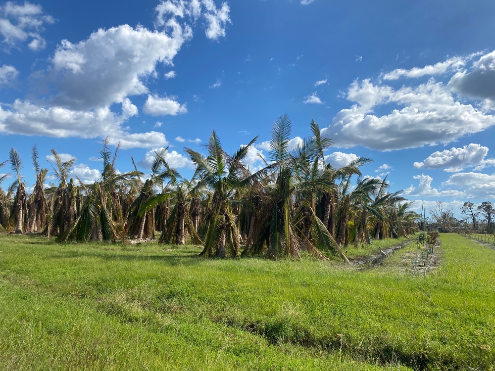 Tree Farms Are Damaged From Hurricane Ian