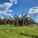 Tree Farms Are Damaged From Hurricane Ian