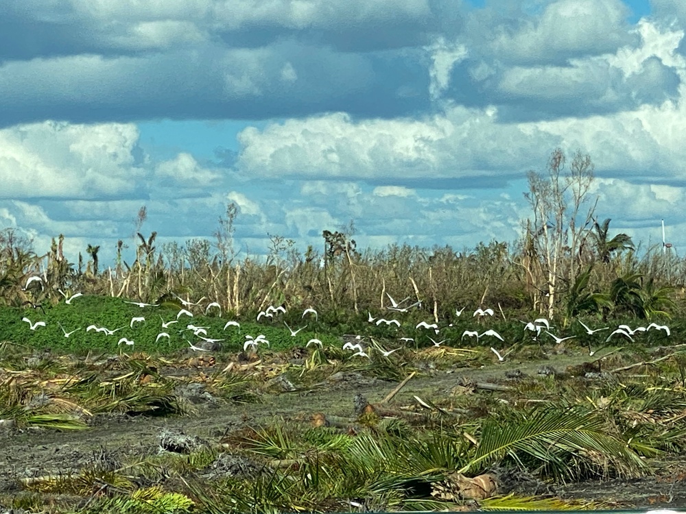 A Flock of Birds Fly Over Damaged Palm Trees From Hurricane Ian