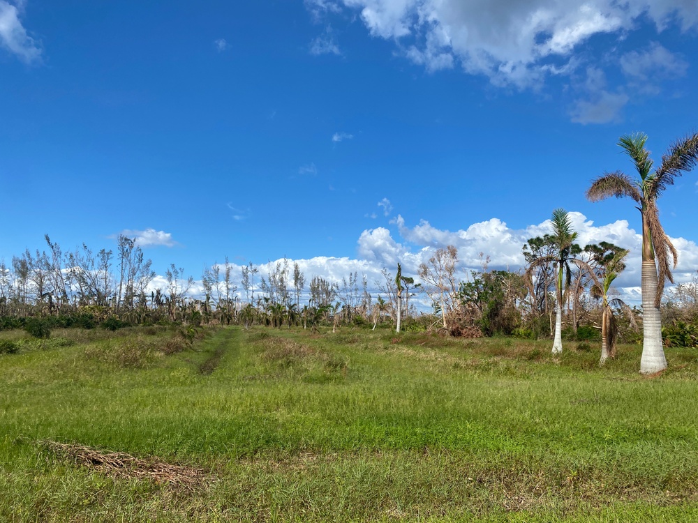 Tree Farms Are Damaged From Hurricane Ian