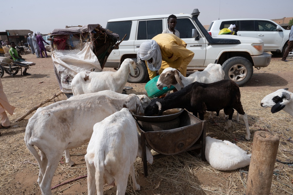 443rd Civil Affairs Battalion assess animal prices in Agadez, Niger