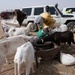 443rd Civil Affairs Battalion assess animal prices in Agadez, Niger