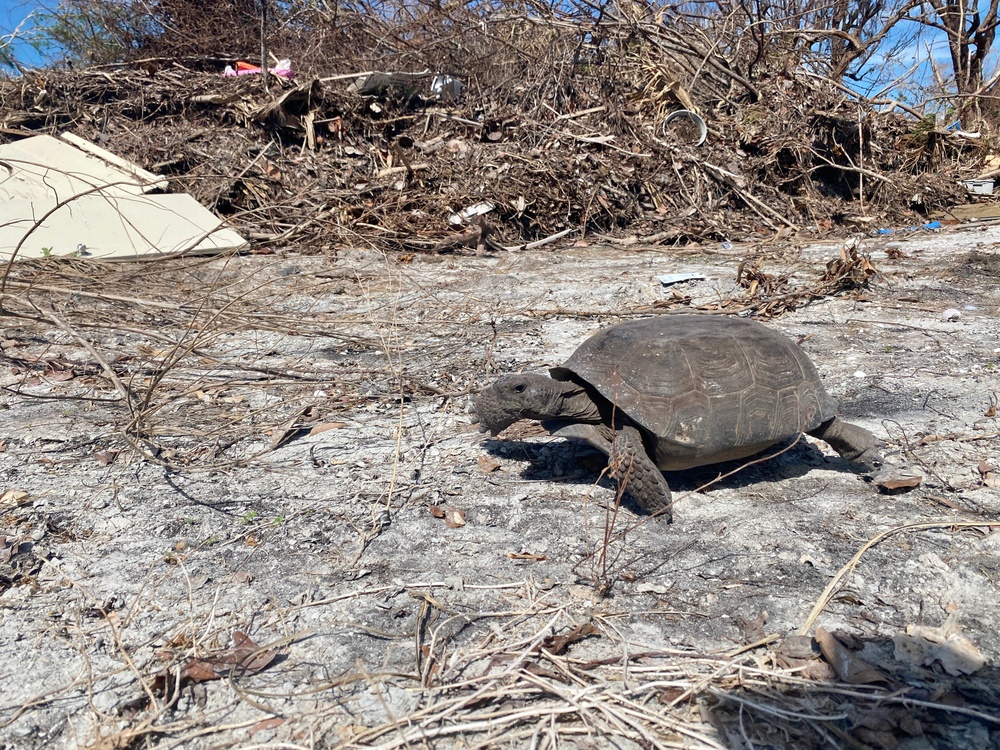 A Gopher Tortoise is Spotted on Sanibel Island