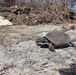 A Gopher Tortoise is Spotted on Sanibel Island