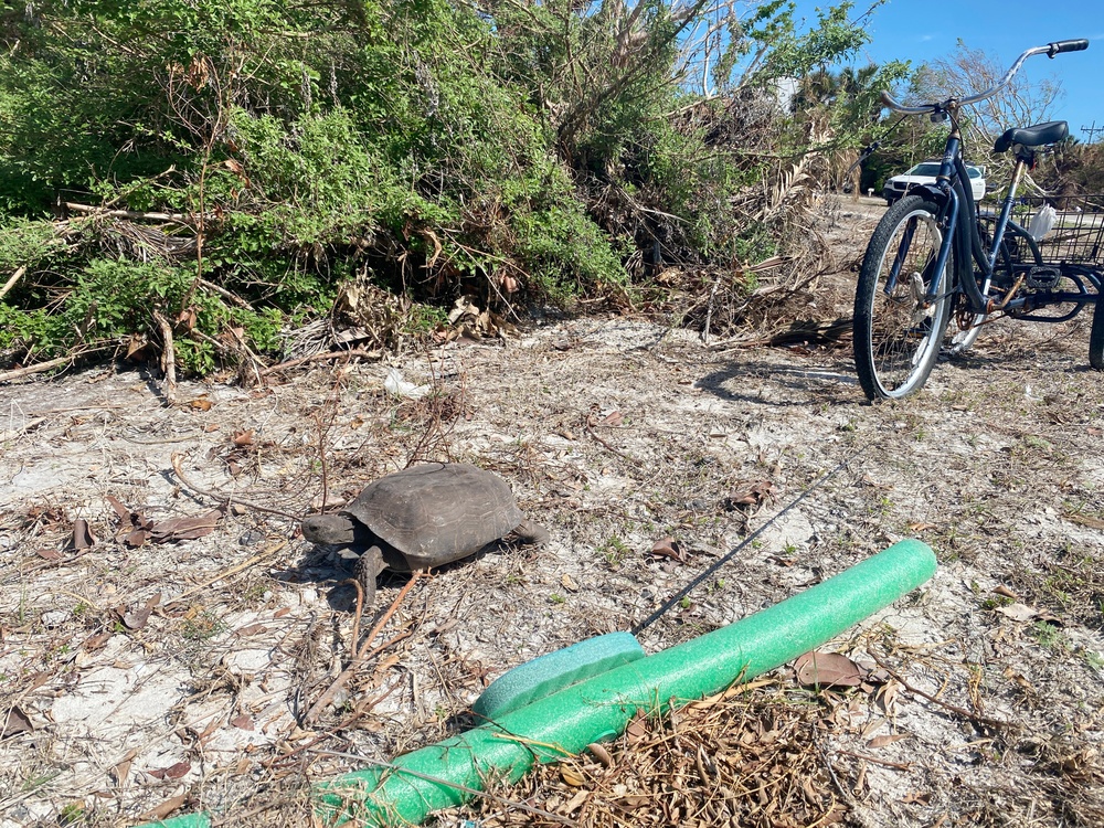 A Gopher Tortoise is Spotted on Sanibel Island