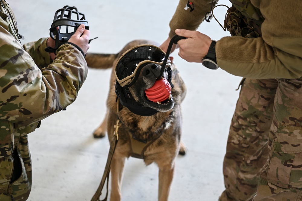 Military Working Dogs participate in UH-1N Huey training