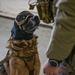 Military Working Dogs participate in UH-1N Huey training