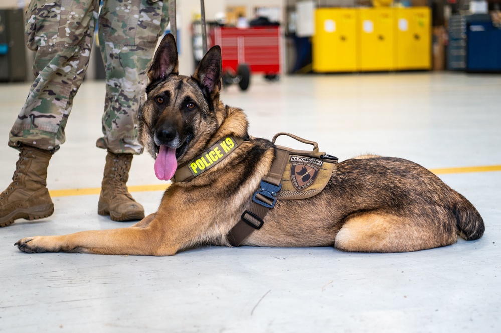 Military Working Dogs participate in UH-1N Huey training