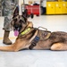 Military Working Dogs participate in UH-1N Huey training