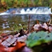 2022 Fall Colors at Trout Falls at Fort McCoy's Pine View Recreation Area