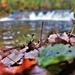 2022 Fall Colors at Trout Falls at Fort McCoy's Pine View Recreation Area