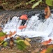 2022 Fall Colors at Trout Falls at Fort McCoy's Pine View Recreation Area