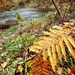 2022 Fall Colors at Trout Falls at Fort McCoy's Pine View Recreation Area