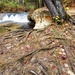 2022 Fall Colors at Trout Falls at Fort McCoy's Pine View Recreation Area