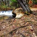 2022 Fall Colors at Trout Falls at Fort McCoy's Pine View Recreation Area