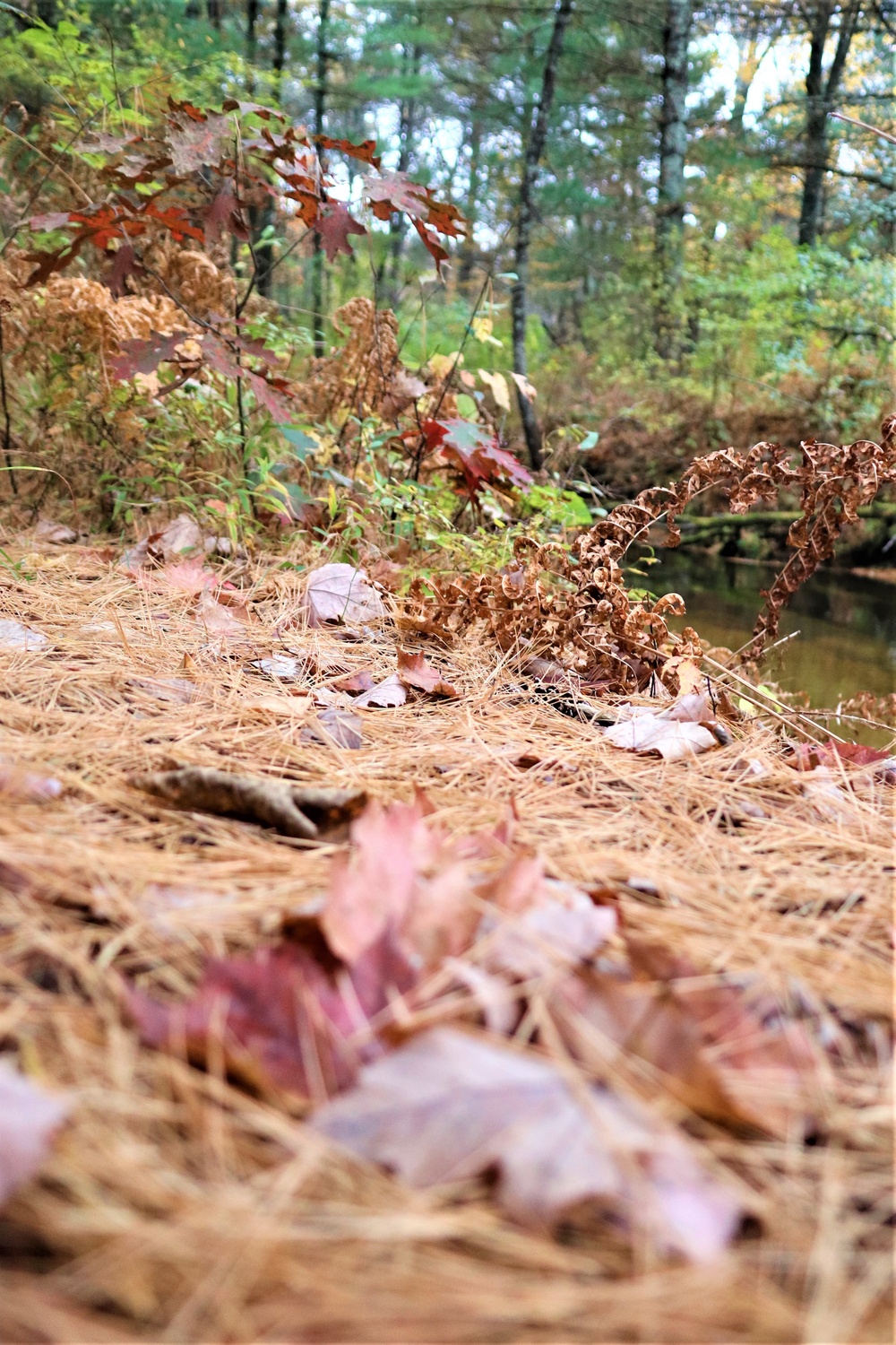 Fort McCoy's Pine View Recreation Area