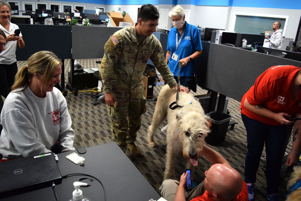 Operation Puppy