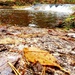 2022 Fall Colors at Trout Falls at Fort McCoy's Pine View Recreation Area