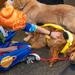 WRNMMC Facility Dogs Celebrate Halloween