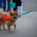 Dover Air Force Base families trick or treat