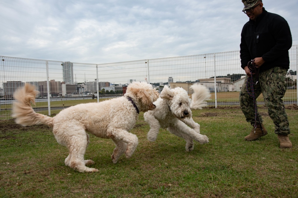 CFAY’s new dog park opens, Nov. 1, 2022