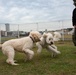 CFAY’s new dog park opens, Nov. 1, 2022