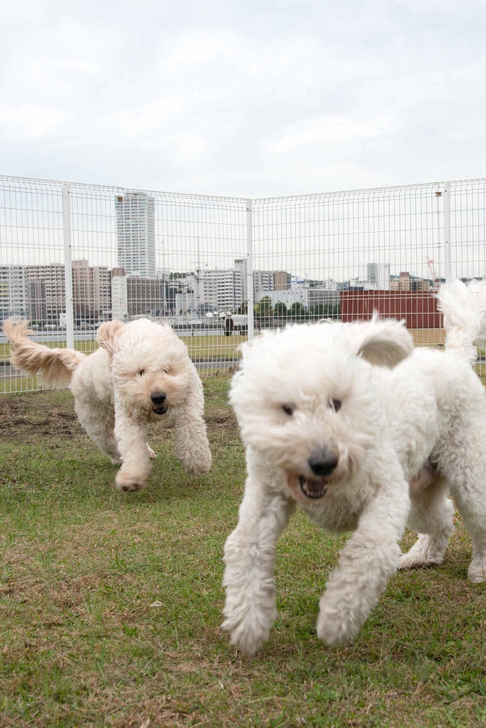 CFAY’s new dog park opens, Nov. 1, 2022