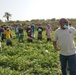 Yemeni farmers learn about drip irrigation and other agricultural best practices in Lahj