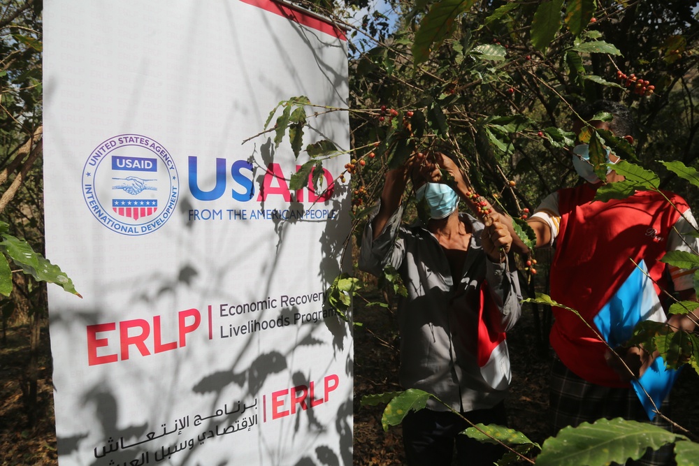 Yemen's coffee growers boost their livelihoods with USAID support