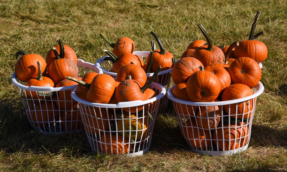 17th Annual Pumpkin Chuck