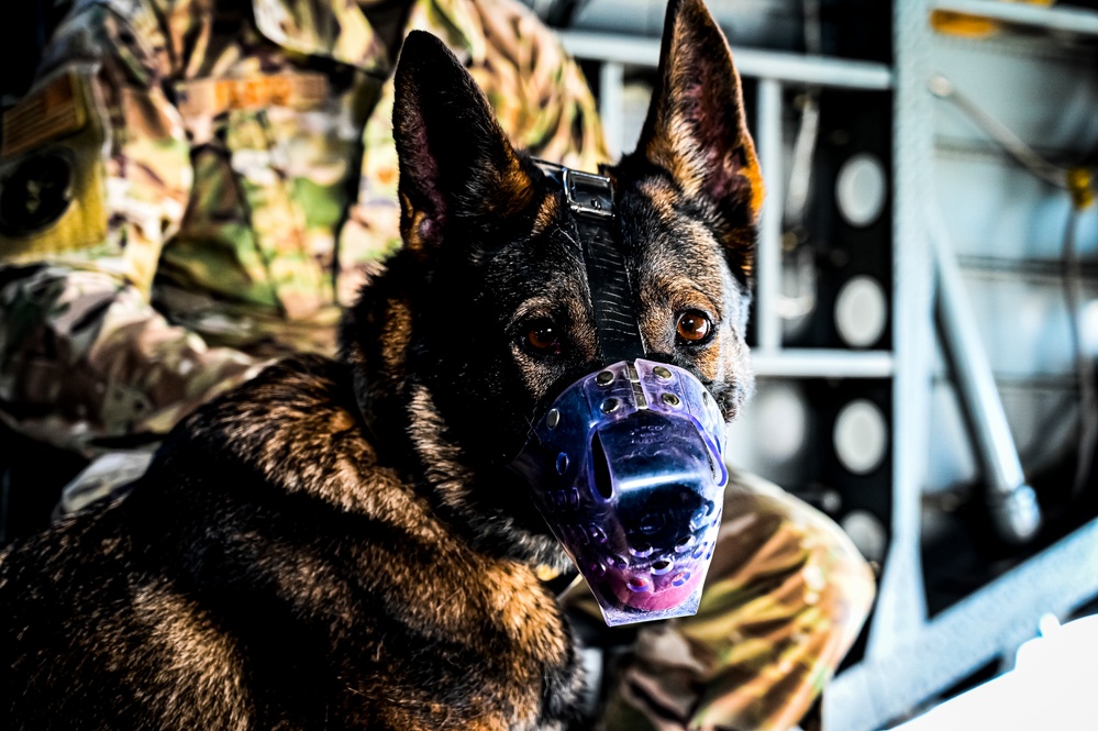 87th Air Base Wing Military Working Dog Section conducts joint training with Marine Aircraft Group 49