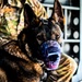 87th Air Base Wing Military Working Dog Section conducts joint training with Marine Aircraft Group 49