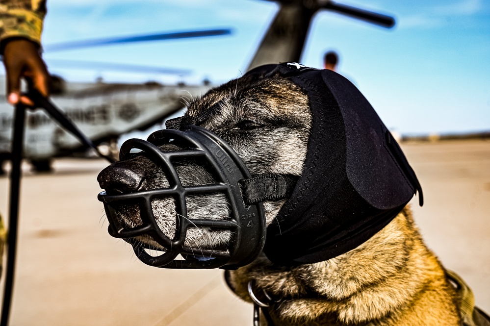 87th Air Base Wing Military Working Dog Section conducts joint training with Marine Aircraft Group 49