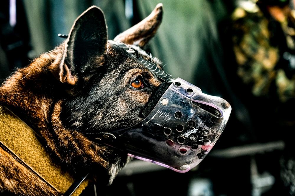 87th Air Base Wing Military Working Dog Section conducts joint training with Marine Aircraft Group 49