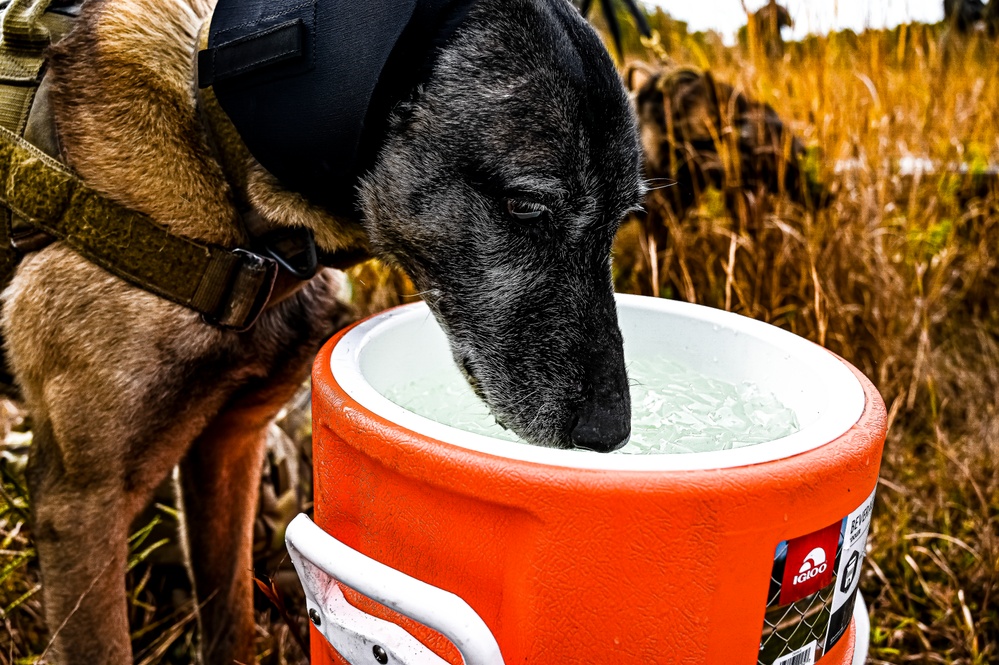 87th Air Base Wing Military Working Dog Section conducts joint training with Marine Aircraft Group 49