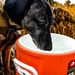 87th Air Base Wing Military Working Dog Section conducts joint training with Marine Aircraft Group 49