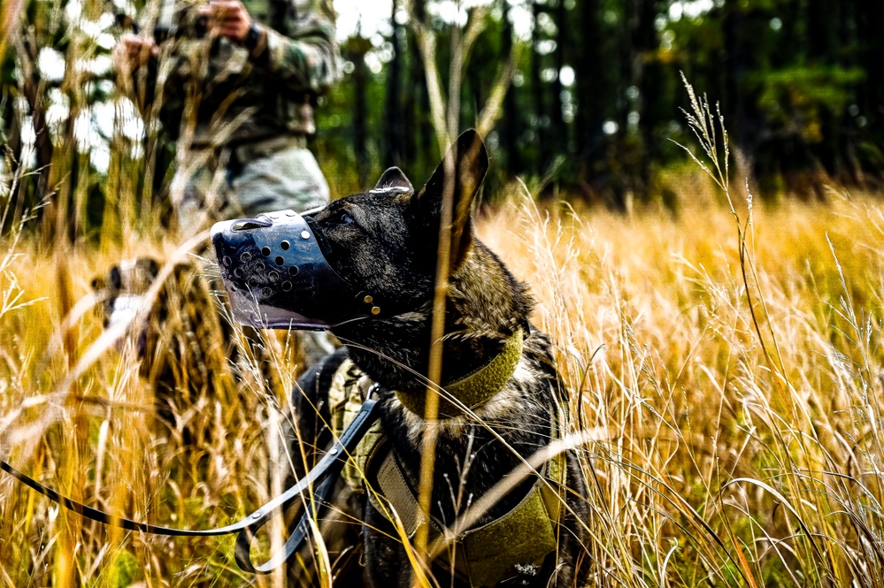 87th Air Base Wing Military Working Dog Section conducts joint training with Marine Aircraft Group 49