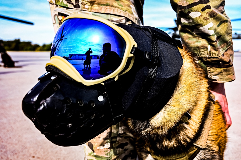 87th Air Base Wing Military Working Dog Section conducts joint training with Marine Aircraft Group 49