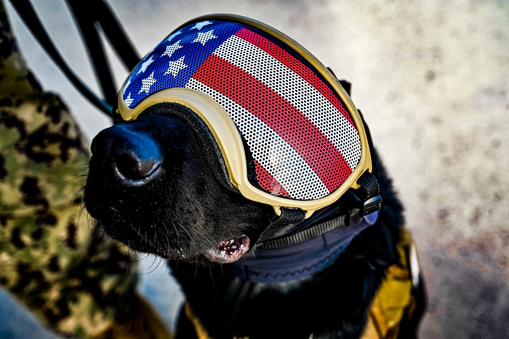 87th Air Base Wing Military Working Dog Section conducts joint training with Marine Aircraft Group 49