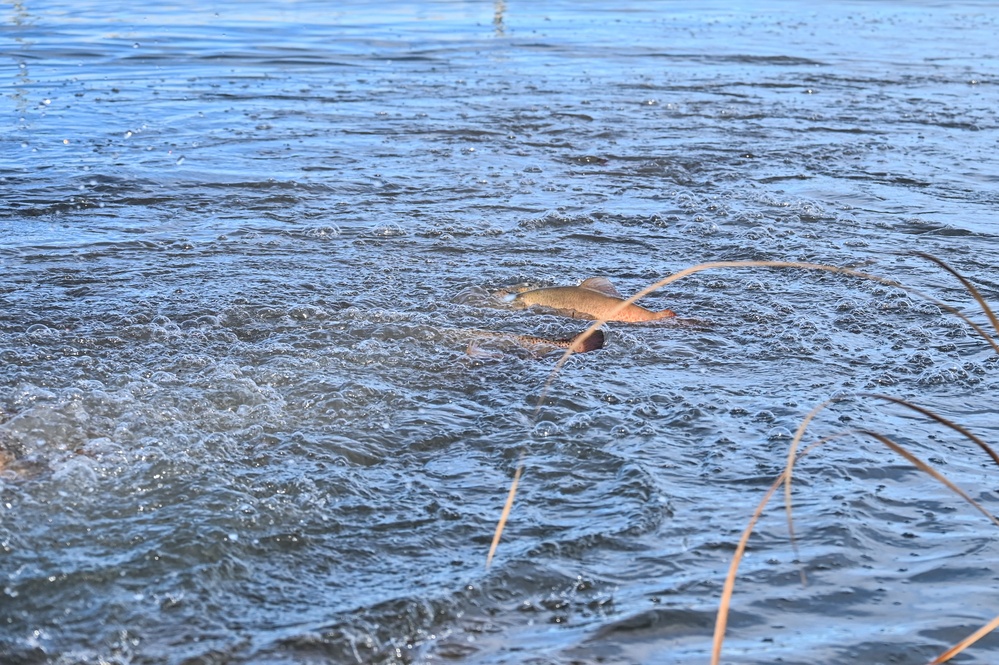U.S. Fish &amp; Wildlife restock north lake with trout