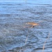 U.S. Fish &amp; Wildlife restock north lake with trout