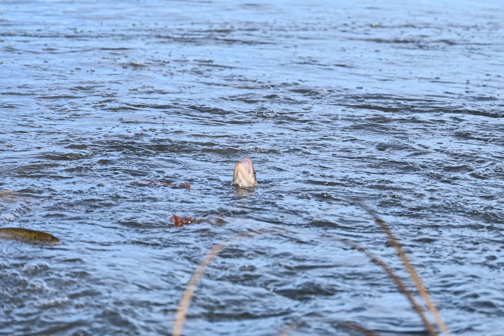 U.S. Fish &amp; Wildlife restock north lake with trout