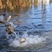 U.S. Fish &amp; Wildlife restock north lake with trout